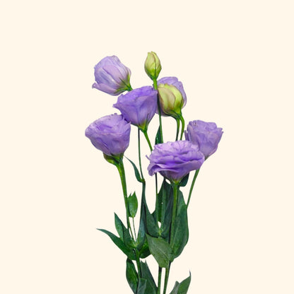 ลิซิแอนธัส