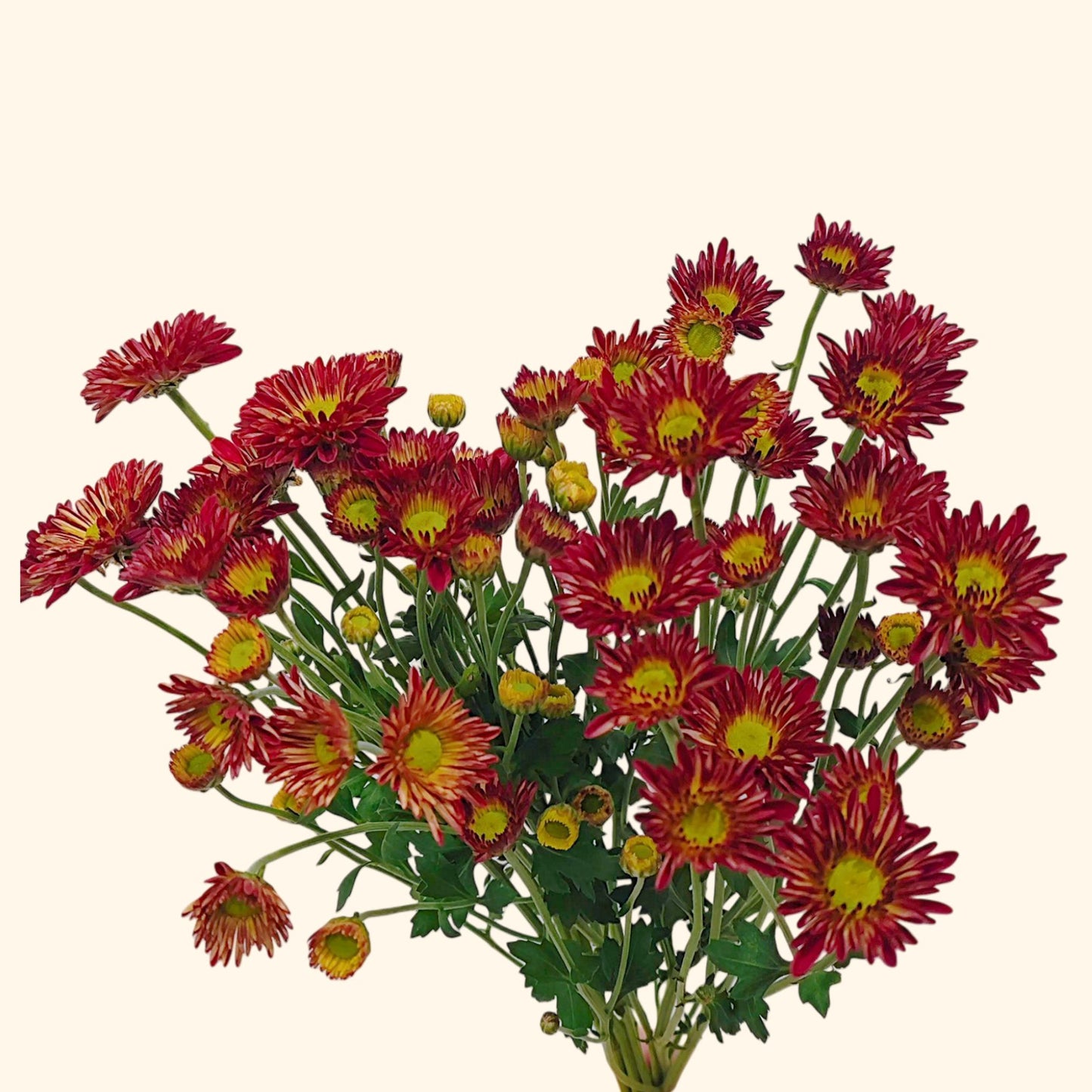 เบญจมาศช่อ