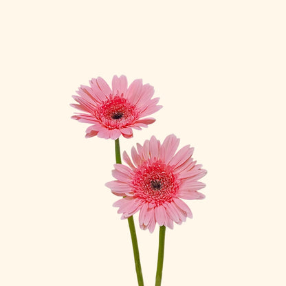 เยอบีร่า