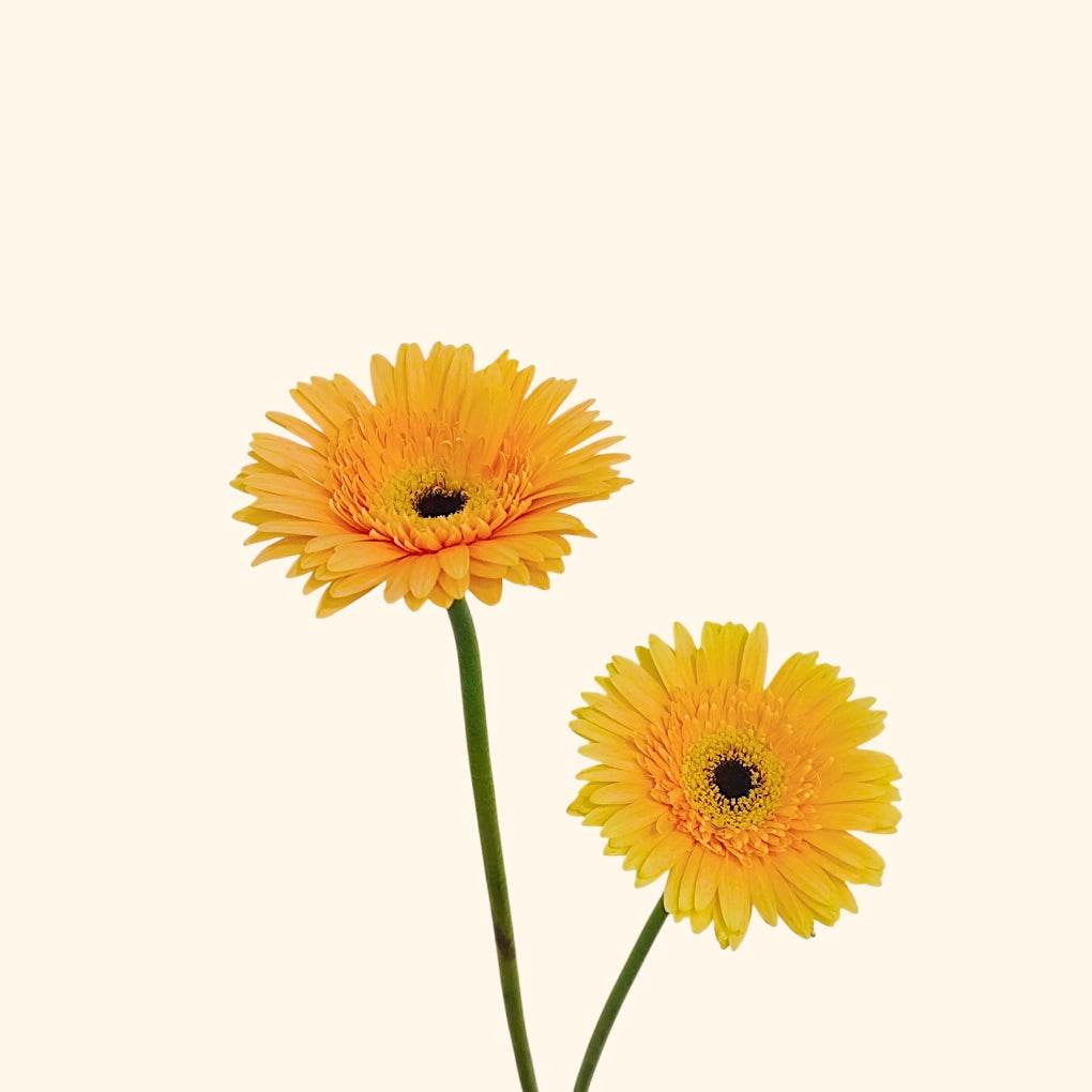 เยอบีร่า