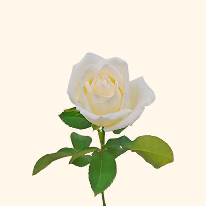 กุหลาบ