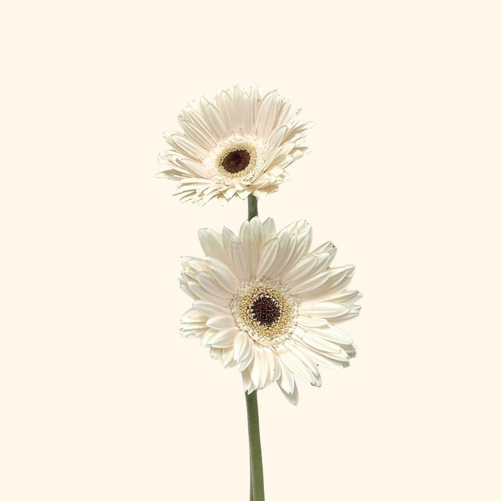 เยอบีร่า