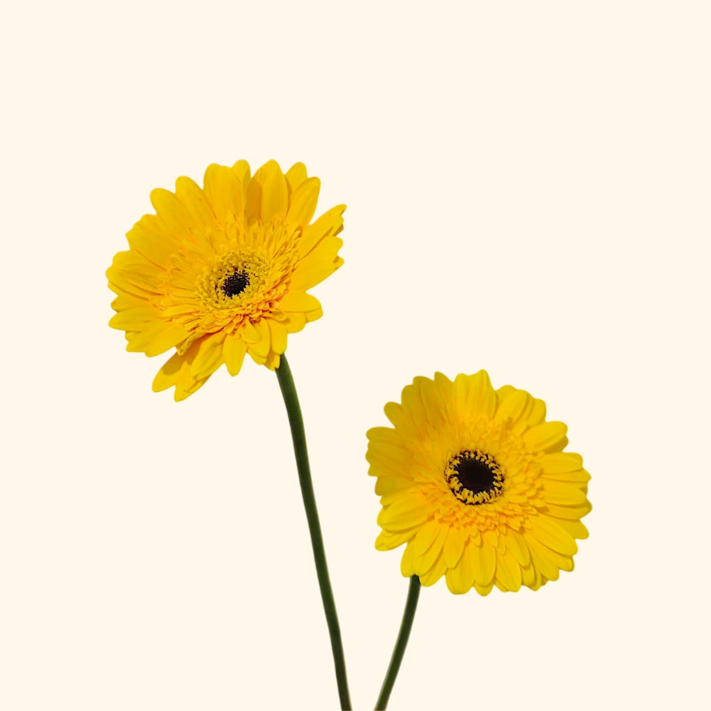 เยอบีร่า