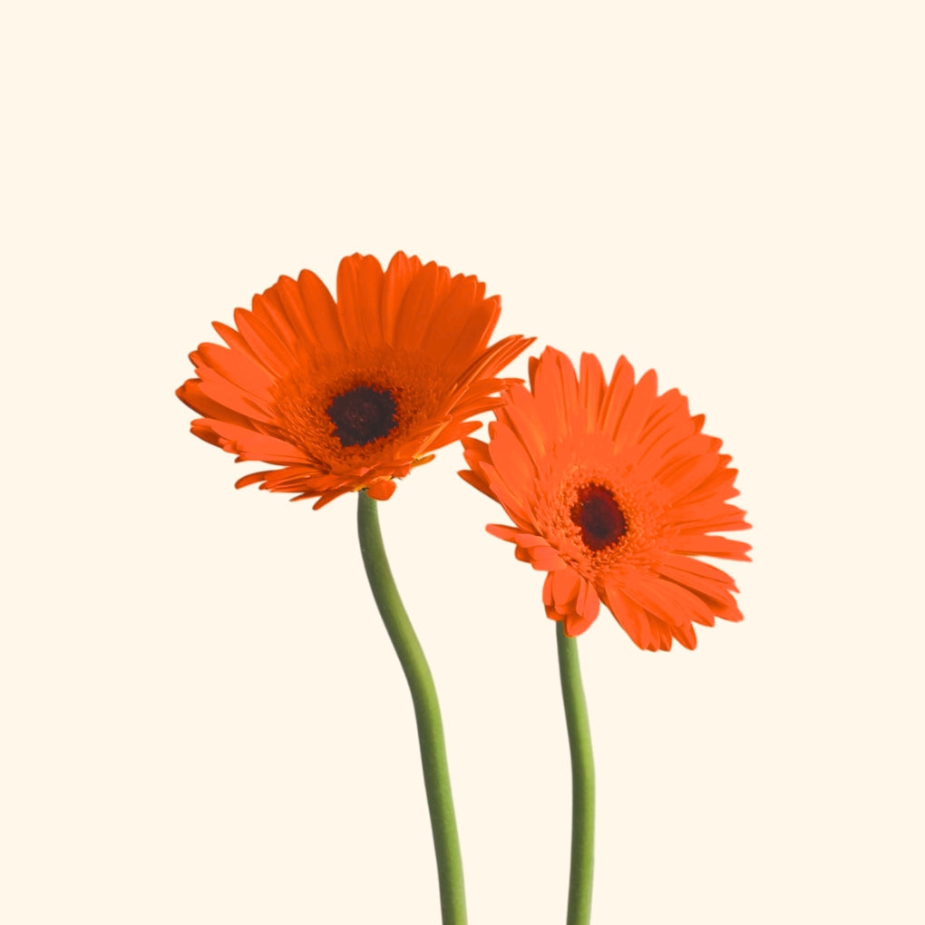 เยอบีร่า