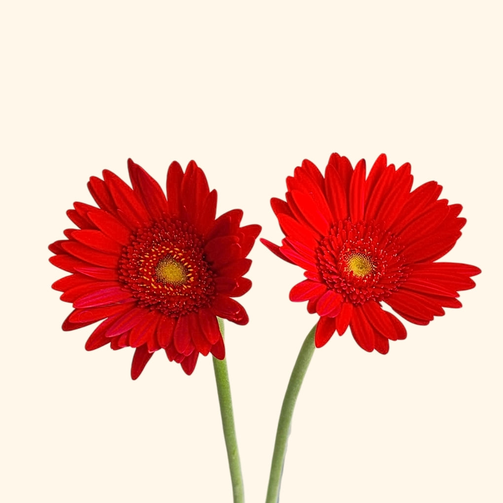 เยอบีร่า