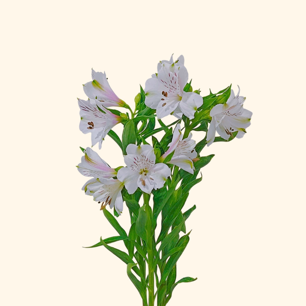 อัลสโตรมีเรีย