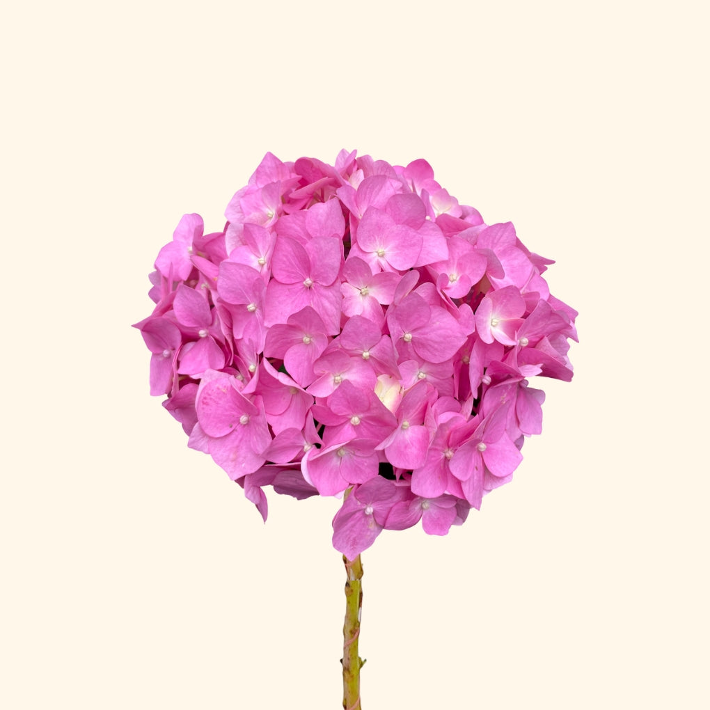 ไฮเดรนเยีย