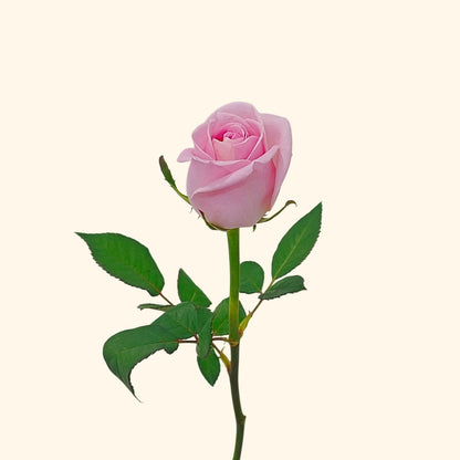 กุหลาบ
