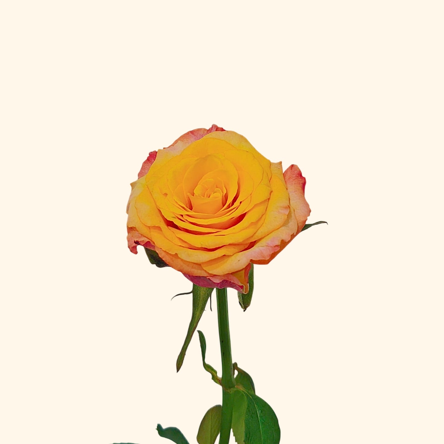 กุหลาบ